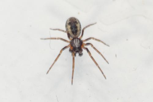 Brigittea civica
